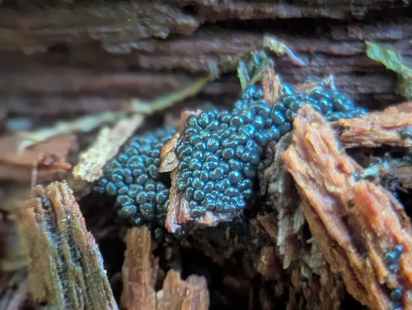 Consolidating glistening metallic blue-grey plasmodia, likely Cribraria argillacea – Photo B