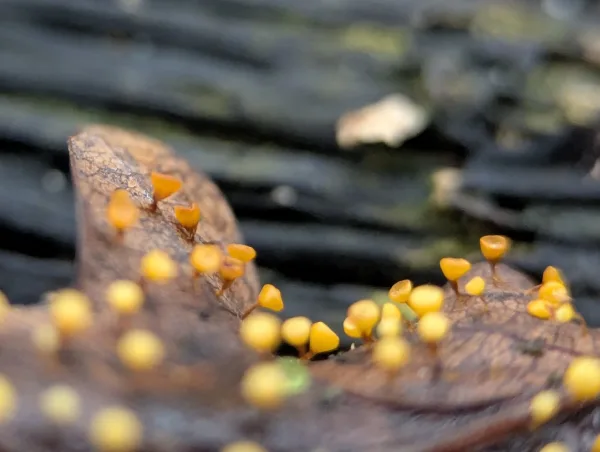 Forth close-up of yellow-orange Craterium sporangia on wet brown oak leaf.