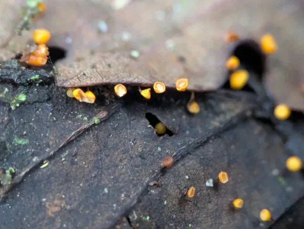 Close-up of luminous yellow-orange juvenile Craterium sporangia showing inner cups.