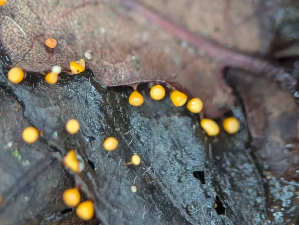 Forth close-up of luminous yellow-orange juvenile Craterium sporangia on moist brown oak leaves.