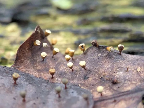 Close-up of mature Craterium sporangia on moist brown oak leaf.