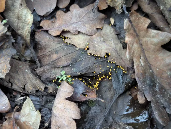 Moist and dry brown oak leaves, some with Craterium sporangia at the leaf margins.