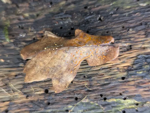 Brown oak leaf with dark orange-yellow Craterium slime mould plasmodium.
