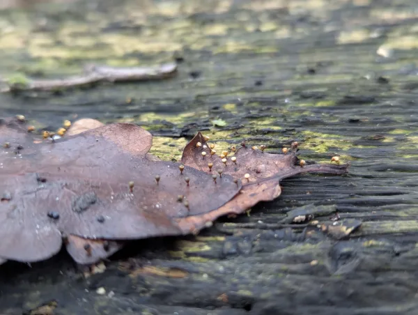 Moist brown oak leaf with mature Craterium sporangia on wet decaying wood.